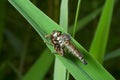 Raptorial fly (Asilella londti) 7