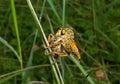 Raptorial fly (Asilidae) 11