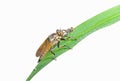 Raptorial fly (Asilidae) 3