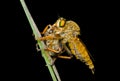 Raptorial fly (Asilidae) 6