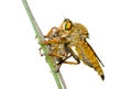 Raptorial fly (Asilidae) 8