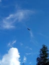 Raptors bird on the blue sky