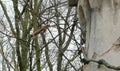 Rapunzel is waiting for her lover in a high tower. Instead a squirrel came. Attraction in theme park efteling