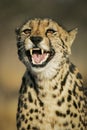 Rare adult female King Cheetah snarling South Africa Royalty Free Stock Photo