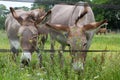 Rare African mother donkey with his baby grazing beautiful flowers Royalty Free Stock Photo