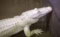 A rare albino alligator caught in the swamps of the Mississippi River