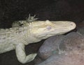 A Rare Albino American Alligator Lurks at Night