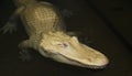 A Rare Albino American Alligator Lurks at Night