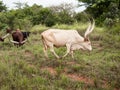 Rare albino Ankole Watusi bull with big horns grazing in the field together