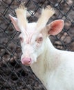 Rare albino barking deer in the park Royalty Free Stock Photo