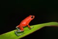 Rare Amphibien in the tropic forest. Red poisson frog Granular poison arrow frog, Dendrobates granuliferus, in the nature habitat, Royalty Free Stock Photo