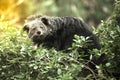 Rare and amusing animal - binturong.