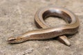 Legless shiny harmless lizard slow worm Royalty Free Stock Photo