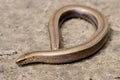 Rare animal, legless shiny harmless lizard slow worm