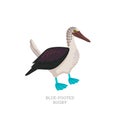 Rare animals collection. Blue-footed booby. Tropical marine bird with bright blue feet. Flat style vector illustration