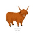 Rare animals collection. Highland cattle. Scottish breed of long-haired cattle. Flat style vector illustration isolated Royalty Free Stock Photo