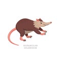 Rare animals collection. Hispaniolan Solenodon, agouta. Hispaniolan or Cuban endemic animal. Flat style vector