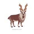 Rare animals collection. Markhor goat, Capra falconeri. National Pakistani animal, screw-horned goat. Flat style vector