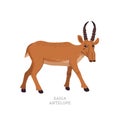 Rare animals collection. Saiga antelope. Saiga tatarica, endangered antelope. Flat style vector illustration isolated on