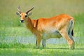 Rare antelope. Kobus vardonii, Puku, animal walking in the water grass during hot day. Forest mammal in the habitat, Okavango, Bot