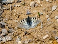 A rare Apollo butterfly Parnassius phoebus butterfly on a brown soil. Rare butterfly from Altai. Siberia, Russia