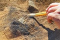 A rare archeological find from the Iron Age