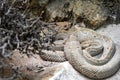 rare Aruba rattlesnake, Crotalus durissus unicolor, has an inconspicuous coloration easily overlooked