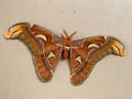 Rare Asian Atlas Moth in the Wall