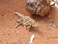 A rare Australian Thorny devil mountain devil, thorny lizard, thorny dragon, moloch