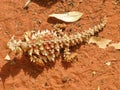 A rare Australian Thorny devil mountain devil, thorny lizard, thorny dragon, moloch