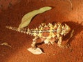 A rare Australian Thorny devil mountain devil, thorny lizard, thorny dragon, moloch