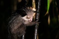 The rare aye-aye lemur when it rains Royalty Free Stock Photo