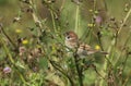 A rare cute baby Tree Sparrow, Passer montanus, perching on a plant. It is waiting for one of its parents to come back and feed it Royalty Free Stock Photo