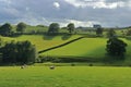 Emerald Green Fields with Sheep on a Stormy Day, Moffat Hills, Scotland