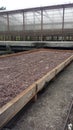 Rare Bean Drying Process In Grenada at Belmont Estates Royalty Free Stock Photo