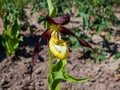 Rare and beautiful lady`s-slipper orchid Cypripedium calceolus with red-brown, long, twisted petals and a slipper-shaped yellow Royalty Free Stock Photo