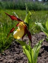 Rare and beautiful lady`s-slipper orchid Cypripedium calceolus with red-brown, long, twisted petals and a slipper-shaped yellow Royalty Free Stock Photo