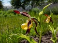 Rare and beautiful lady`s-slipper orchid Cypripedium calceolus with red-brown, long, twisted petals and a slipper-shaped yellow Royalty Free Stock Photo