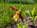 Rare and beautiful lady`s-slipper orchid Cypripedium calceolus with red-brown, long, twisted petals and a slipper-shaped yellow Royalty Free Stock Photo