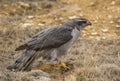 Northern Goshawk Feasting on Prey Royalty Free Stock Photo