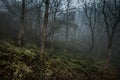 Rare Beautiful Trees in foggy winter