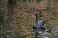 Rare, beautiful, wild, large bird black swan