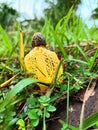 A Rare Beauty: A Phallus Indusiatus Mushroom Surrounded by Green Grass