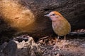 Rare bird pitta prefer walking than flying.