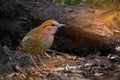 Rare bird pitta prefer walking than flying.