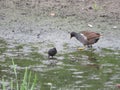 Rare bird pups different unknown bird feathers Royalty Free Stock Photo