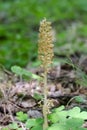 Rare Bird`s-nest orchid in forest Royalty Free Stock Photo