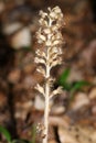 A rare Bird`s-nest Orchid, Neottia nidus-avis, growing in woodland in the UK.