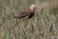 White tailed lapwing portrait Royalty Free Stock Photo