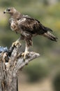 Rare birds Bonelli eagle Aquila fasciata -Hieraaetus fasciatus